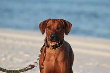 Nailah - Ra/Isis puppy - New Jersey - 2014
