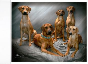 T's Family, Kobe, Megan, Kanzi, Ruby

