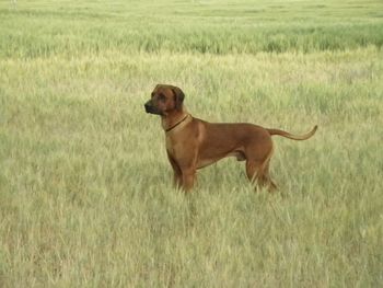 Ra at Mom's in Colorado going huntin' - June 2012
