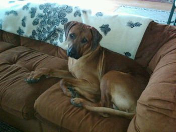 Ra at home on Auntie Deb's couch. March 2012
