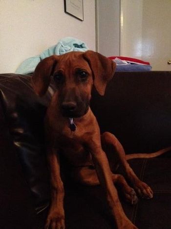 "Finn" Franklin at 4 months- having a sit on the couch! May 2012
