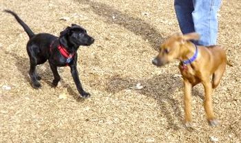What is this thing coming at me???? - Adia Dec. 2012
