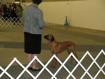 Winning the Denver Dog Show - Dec. 2011
