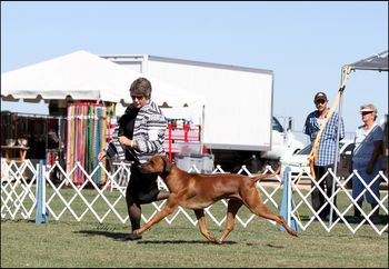 Alamagordo Dog Show - Group Ring - October 2012
