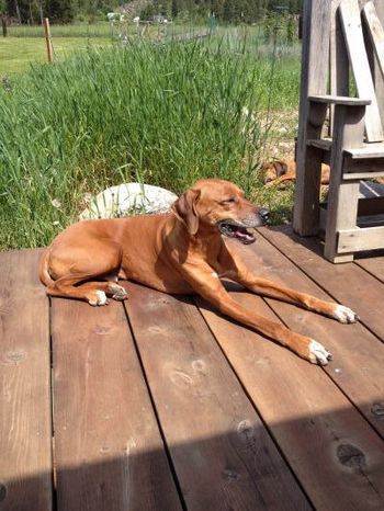 Phinda at his new home in Idaho -2014

