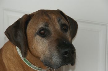 Kenia - best friend to Kelly - Oct. 23, 2000 - March 2012
