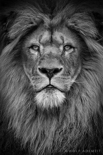 The Lion!
