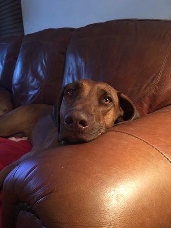 CH L E Mae Persuasion, CGC
November 20, 2015 - July 2023
