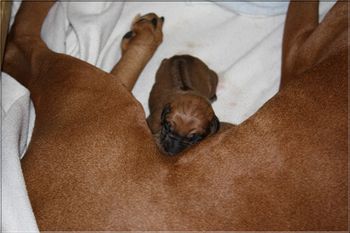 Ra's little sister born 5/18/12. More info on the news page.
