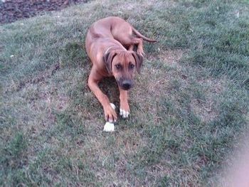 Raj keeping the bone at Aunt Deb's September 2012
