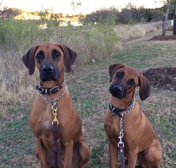 Karoo & Darby Goode - 2014
