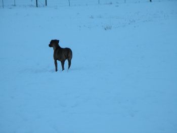 Bunny hunting - Jan 2011
