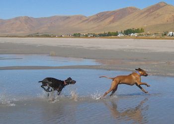 Winston & friend having a run
