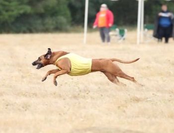 CH Krystal's Bella Ma'At, CGC
January 23, 2012 - December 24, 2019
