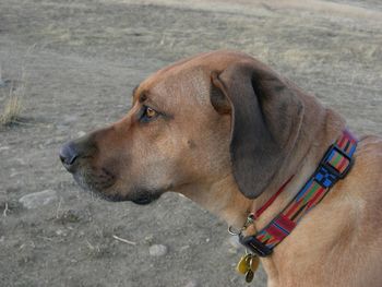 Lily, a girl's best friend - treasured by Catherine.
