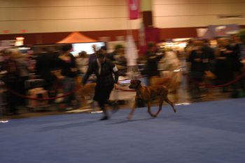 AKC/Eukanuba National Championships - Orlando, FL - Dec. 2011
