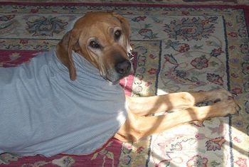 A Loyal Girl - CH Miss Anderson's Ruby Krystal, JC, CGC - Ruby was loved by Peggy & Bill and will be missed by many. Dec. 8, 2001 - May 23, 2012
