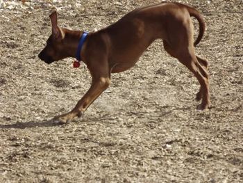 Ok, I will try a game at the dog park - Adia Dec. 2012
