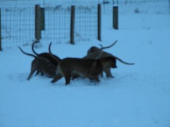 We got the bunny - Jan 2011
