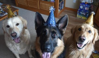 Stray Dog at Private Party