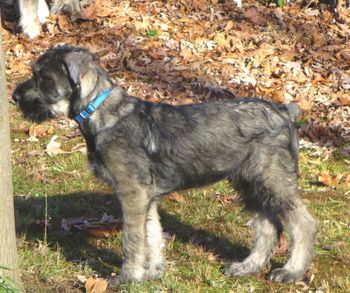 Hudson 11 weeks
