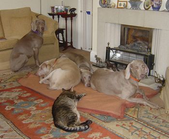 Kalimors at home
