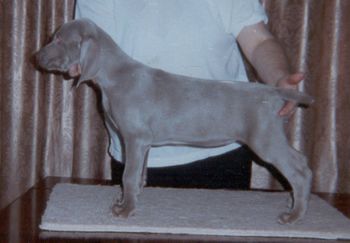 Coco aged 7 weeks
