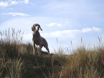 Tula on the lookout
