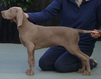 13 weeks
