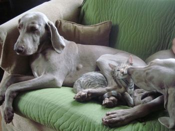 Casey, kitty and Lily.
