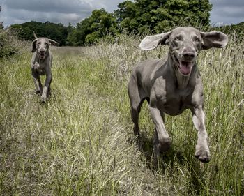 casey & Ruby photo by Andy Cox
