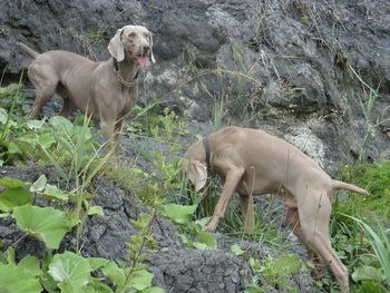 The boys hunting
