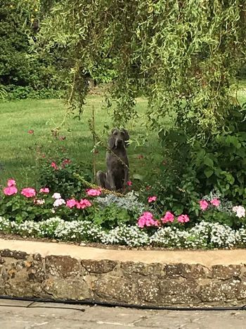 spot the dog
