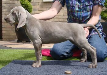 7 weeks
