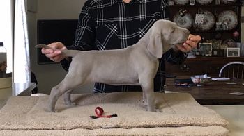 6 weeks
