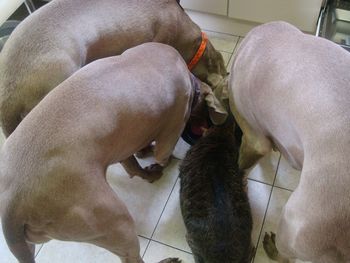 Feeding time.
