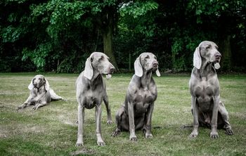 photo by Andy Cox
