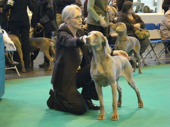 winning veteran bitch at Crufts
