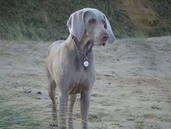 Tula aged 8.5 years
