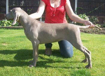 17.5 weeks
