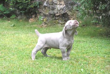 Roo aged 5 weeks
