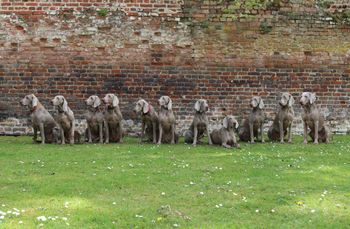 A coven of Kalimors

