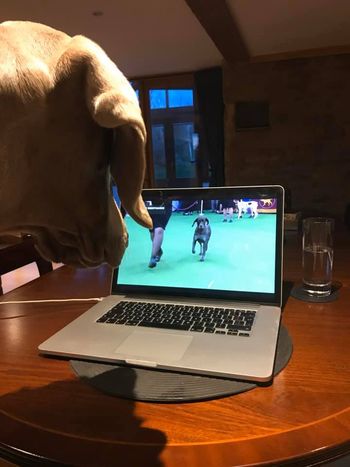 watching Crufts

