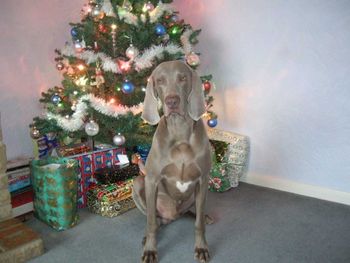 Roo Xmas 2007
