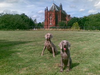 Seamus and Rufus
