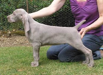Roo aged 9 weeks
