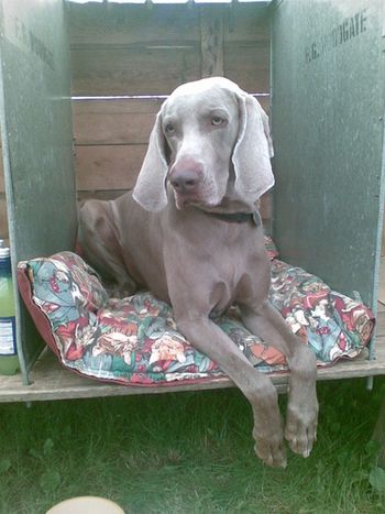 Roo on his bench waiting to be shown

