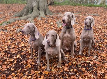 Lily,Casey,Parker and GEM
