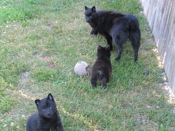 Reggie out for play time with his sisters and Mom Gossip

