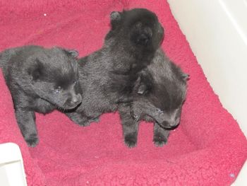 Bright stars of the future. Cally, Reggie and Sonnet.

